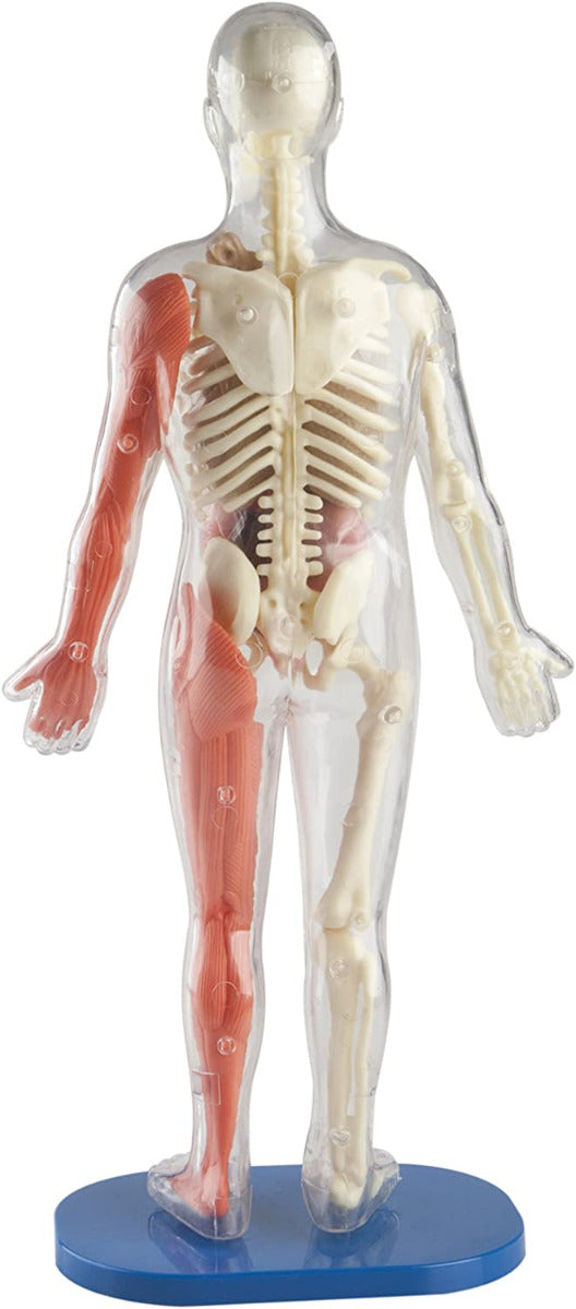 Smartlab Body SmartLab Squishy Human Body